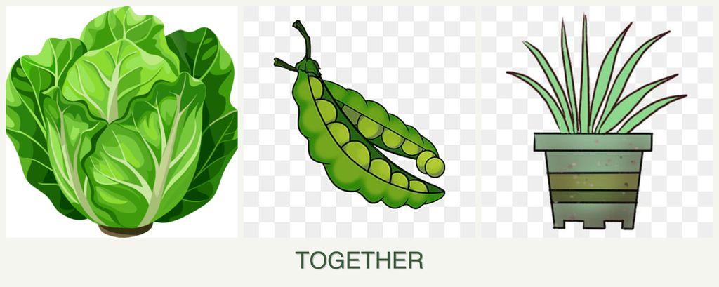 Can you plant lettuce, peas and lemongrass together?
