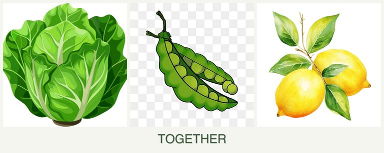 Can you plant lettuce, peas and lemons together?
