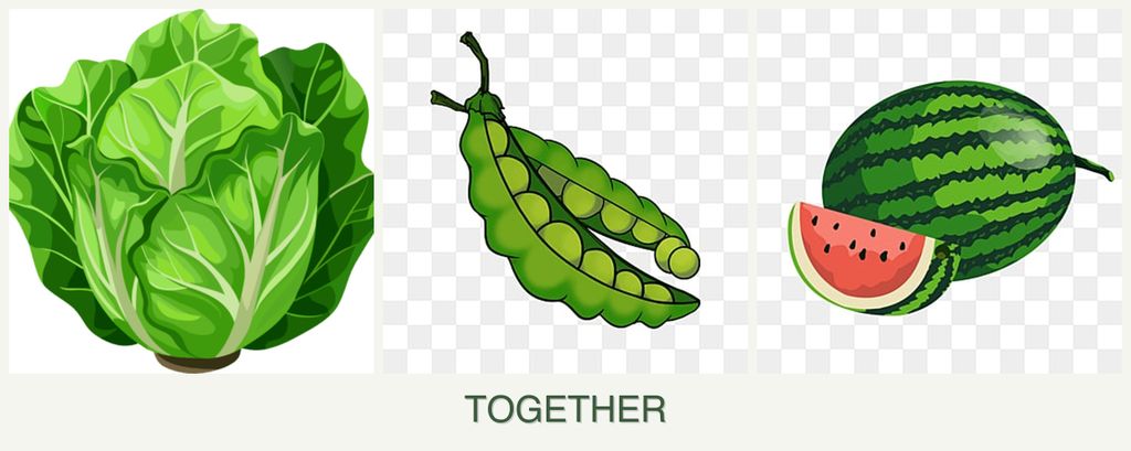 Can you plant lettuce, peas and melons together?