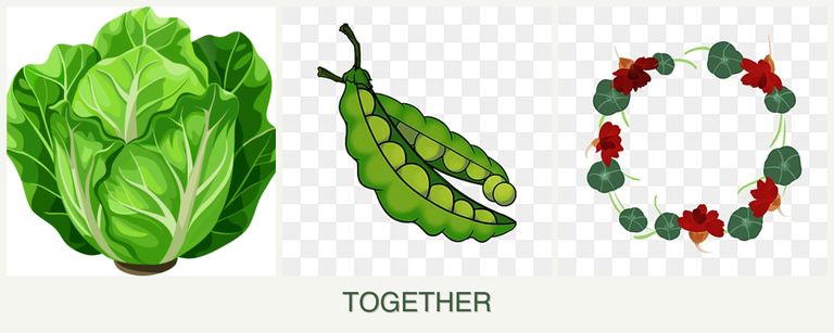 Can you plant lettuce, peas and nasturtiums together?