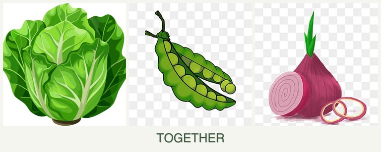Can you plant lettuce, peas and onions together?