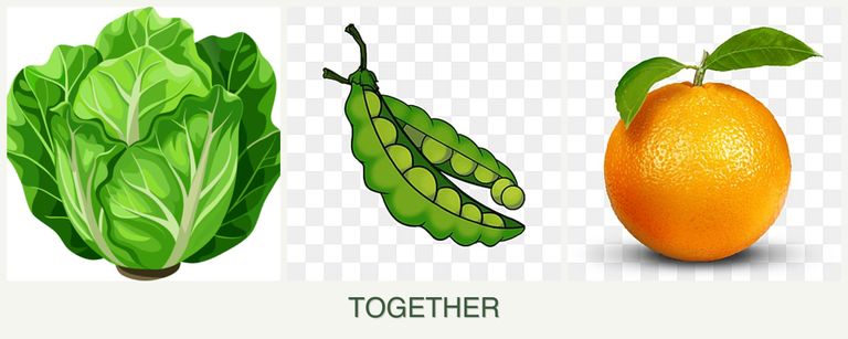 Can you plant lettuce, peas and oranges together?