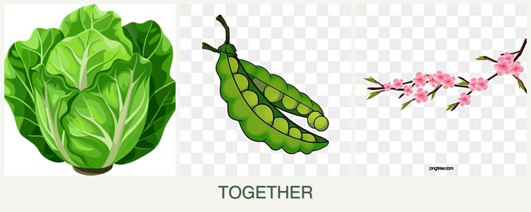 Can you plant lettuce, peas and peaches together?