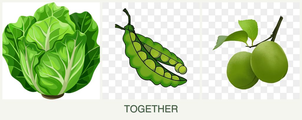 Can you plant lettuce, peas and plums together?