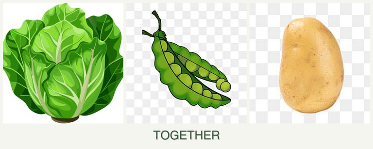 Can you plant lettuce, peas and potatoes together?