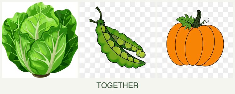 Can you plant lettuce, peas and pumpkin together?