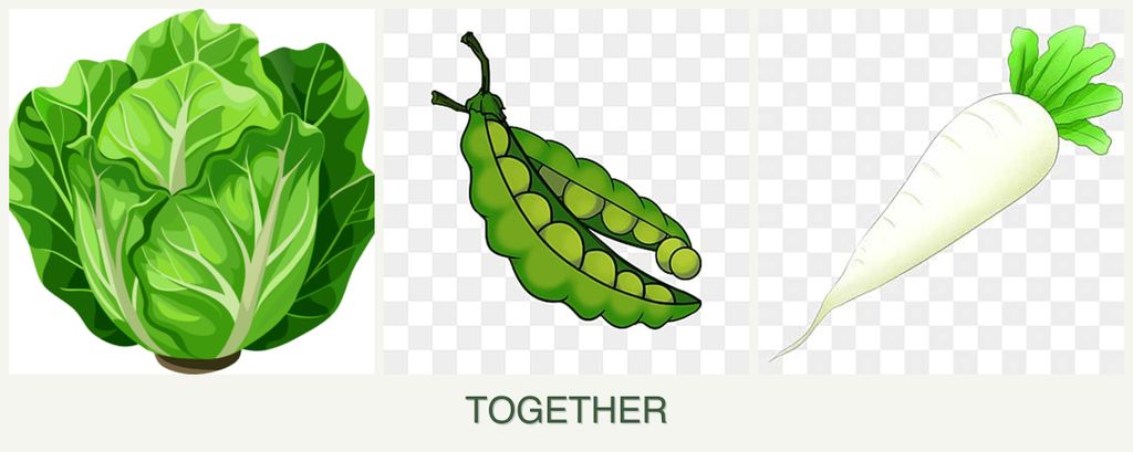 Can you plant lettuce, peas and radishes together?