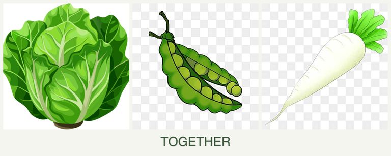 Can you plant lettuce, peas and radishes together?