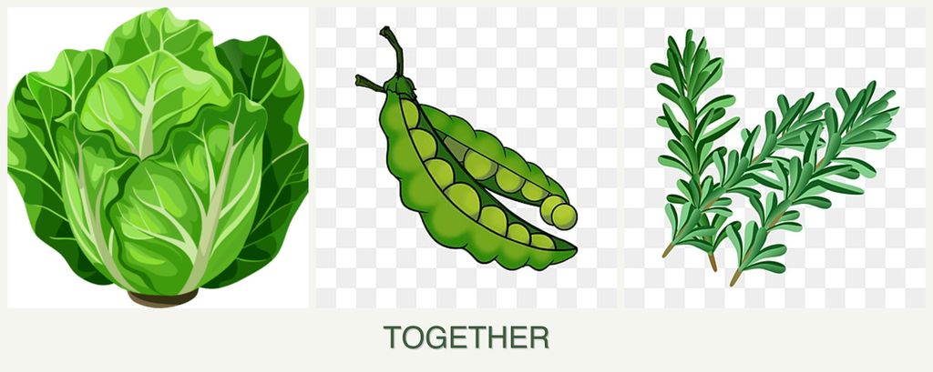 Can you plant lettuce, peas and rosemary together?