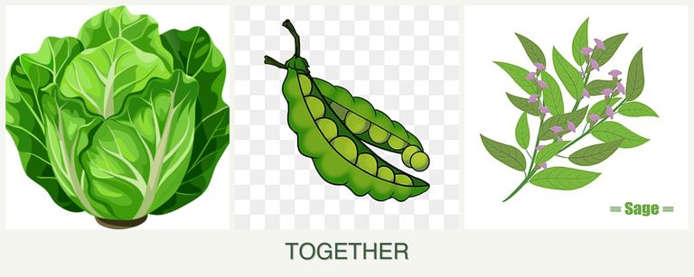 Can you plant lettuce, peas and sage together?