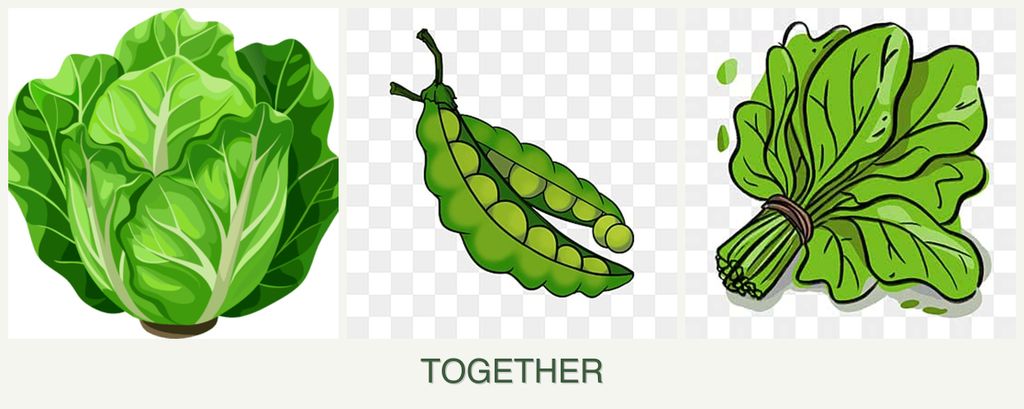 Can you plant lettuce, peas and spinach together?