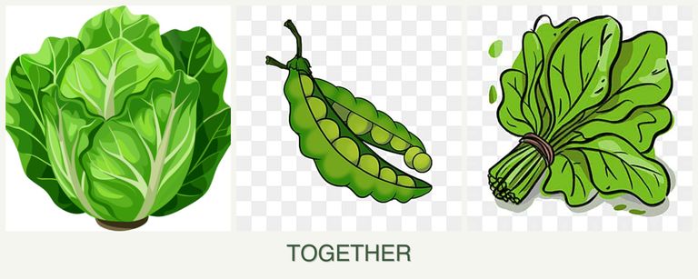 Can you plant lettuce, peas and spinach together?