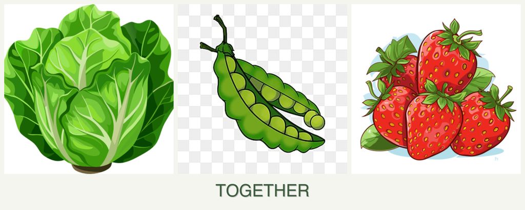 Can you plant lettuce, peas and strawberries together?