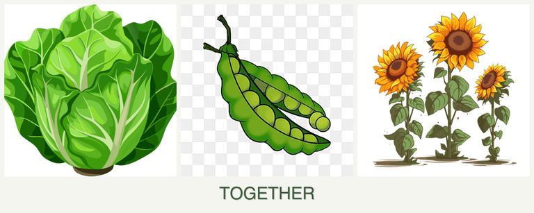 Can you plant lettuce, peas and sunflowers together?