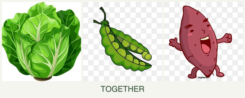 Can you plant lettuce, peas and sweet potatoes together?