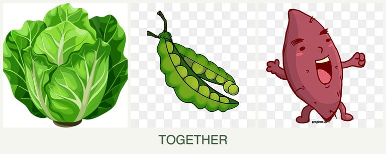 Can you plant lettuce, peas and sweet potatoes together?