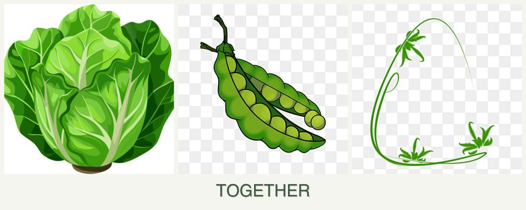Can you plant lettuce, peas and tarragon together?