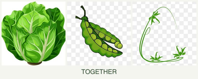 Can you plant lettuce, peas and tarragon together?