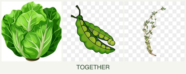 Can you plant lettuce, peas and thyme together?
