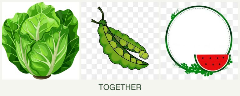 Can you plant lettuce, peas and watermelons together?