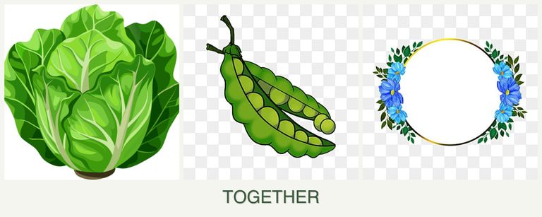 Can you plant lettuce, peas and zinnias together?
