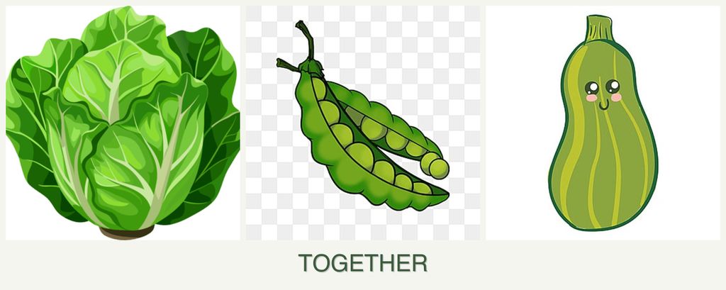 Can you plant lettuce, peas and zucchini together?