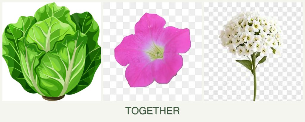 Can you plant lettuce, petunias and alyssum together?