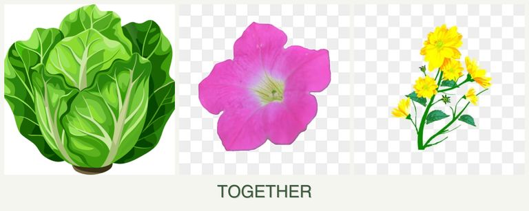Can you plant lettuce, petunias and calendula together?