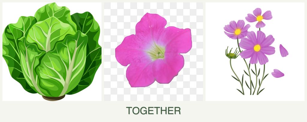 Can you plant lettuce, petunias and cosmos together?