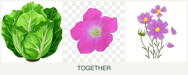 Can you plant lettuce, petunias and cosmos together?
