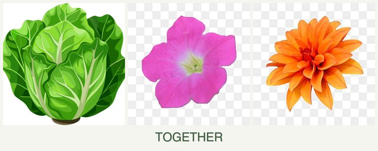 Can you plant lettuce, petunias and dahlias together?
