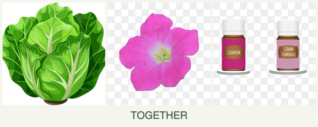 Can you plant lettuce, petunias and geraniums together?
