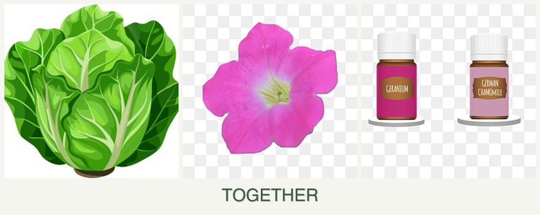 Can you plant lettuce, petunias and geraniums together?