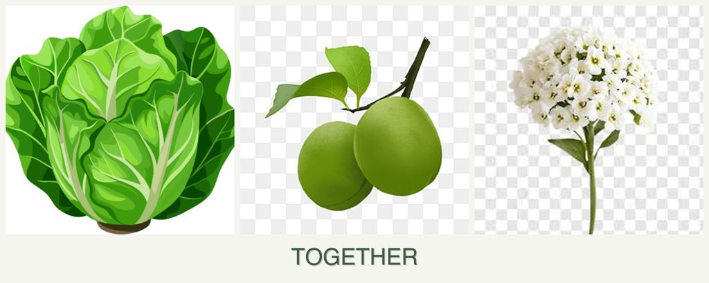 Can you plant lettuce, plums and alyssum together?