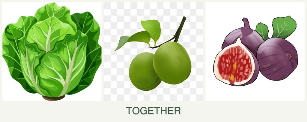 Can you plant lettuce, plums and figs together?