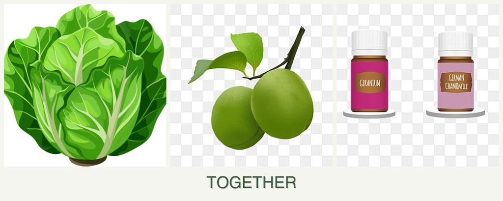 Can you plant lettuce, plums and geraniums together?