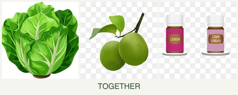 Can you plant lettuce, plums and geraniums together?