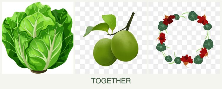 Can you plant lettuce, plums and nasturtiums together?