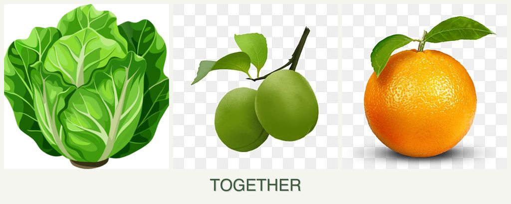 Can you plant lettuce, plums and oranges together?