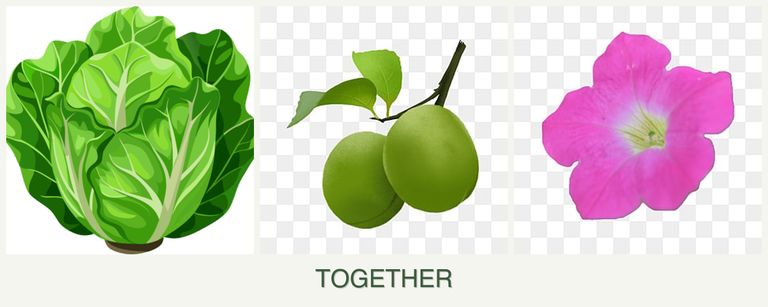 Can you plant lettuce, plums and petunias together?