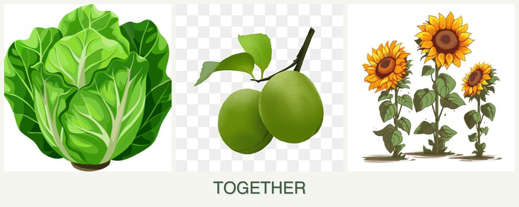 Can you plant lettuce, plums and sunflowers together?