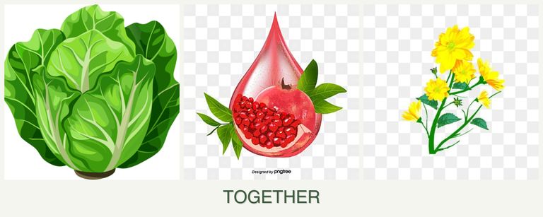 Can you plant lettuce, pomegranates and calendula together?