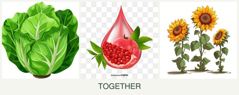 Can you plant lettuce, pomegranates and sunflowers together?