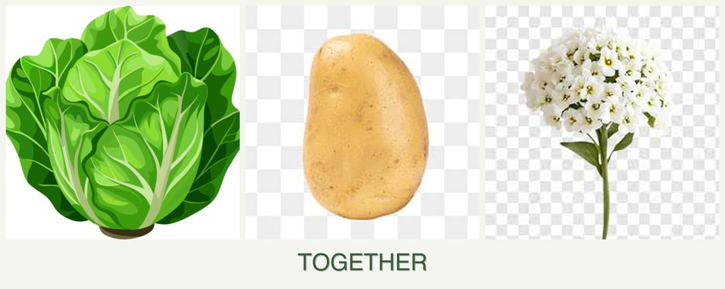 Can you plant lettuce, potatoes and alyssum together?