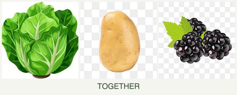 Can you plant lettuce, potatoes and blackberries together?