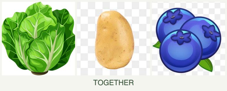 Can you plant lettuce, potatoes and blueberries together?