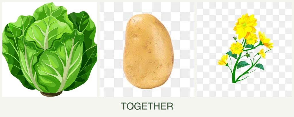 Can you plant lettuce, potatoes and calendula together?