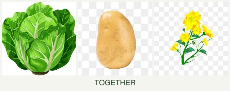 Can you plant lettuce, potatoes and calendula together?