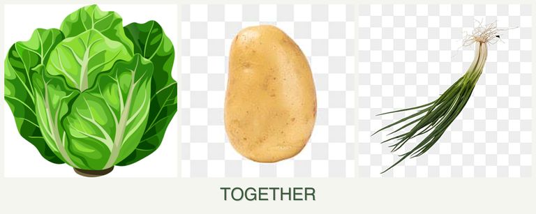 Can you plant lettuce, potatoes and chives together?