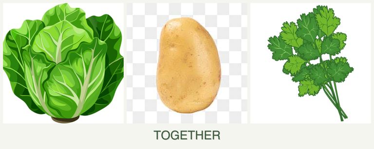 Can you plant lettuce, potatoes and cilantro together?